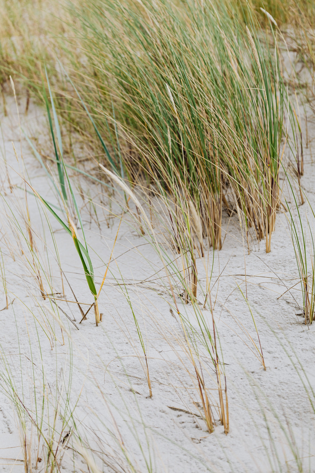 Field Note Friday, Edition 003: The Quiet Powerhouse of the Coast