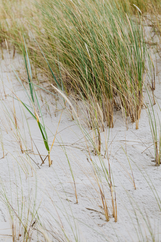 Field Note Friday, Edition 003: The Quiet Powerhouse of the Coast