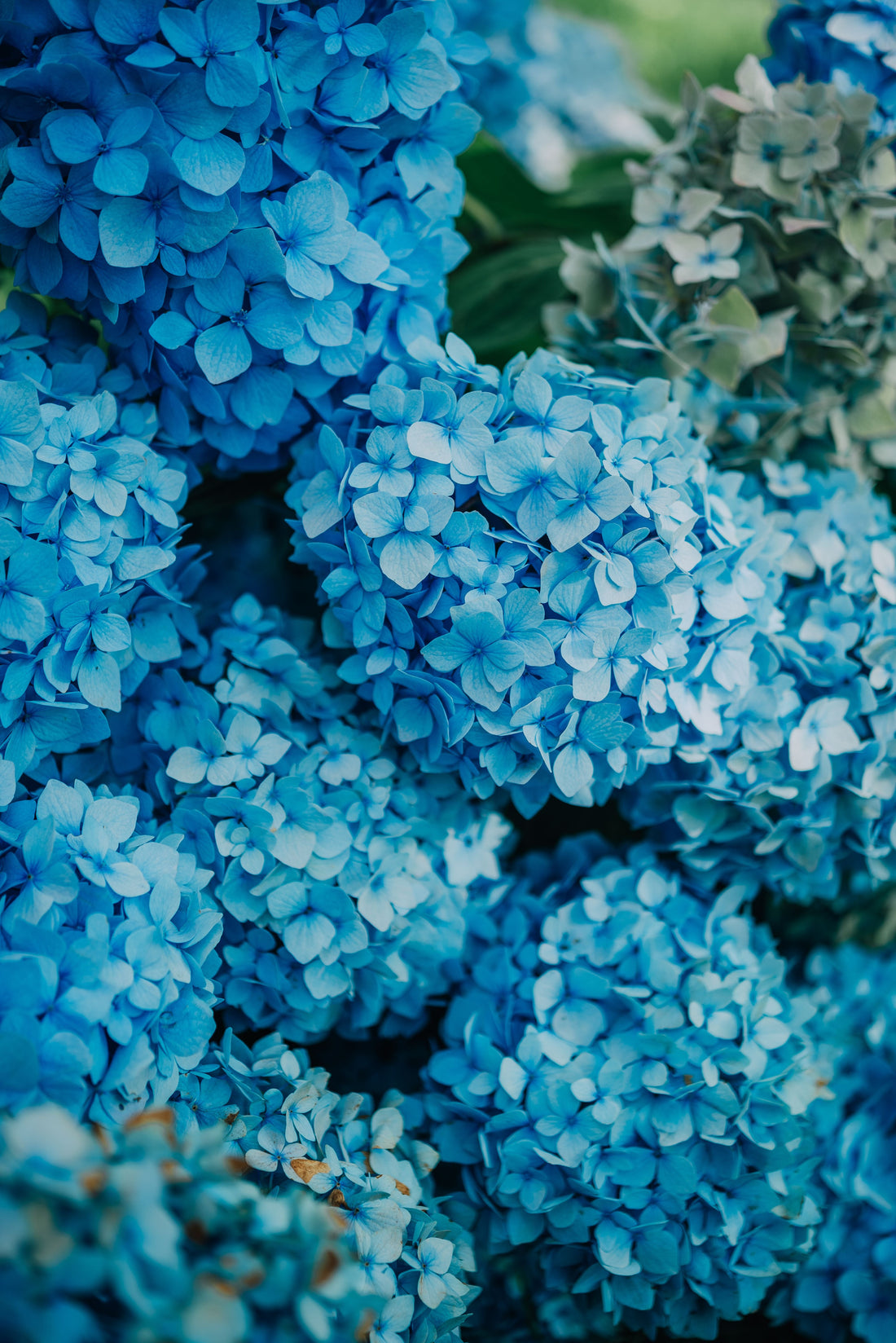 Field Note Friday, Edition 004: Hydrangeas Belong To Everyone