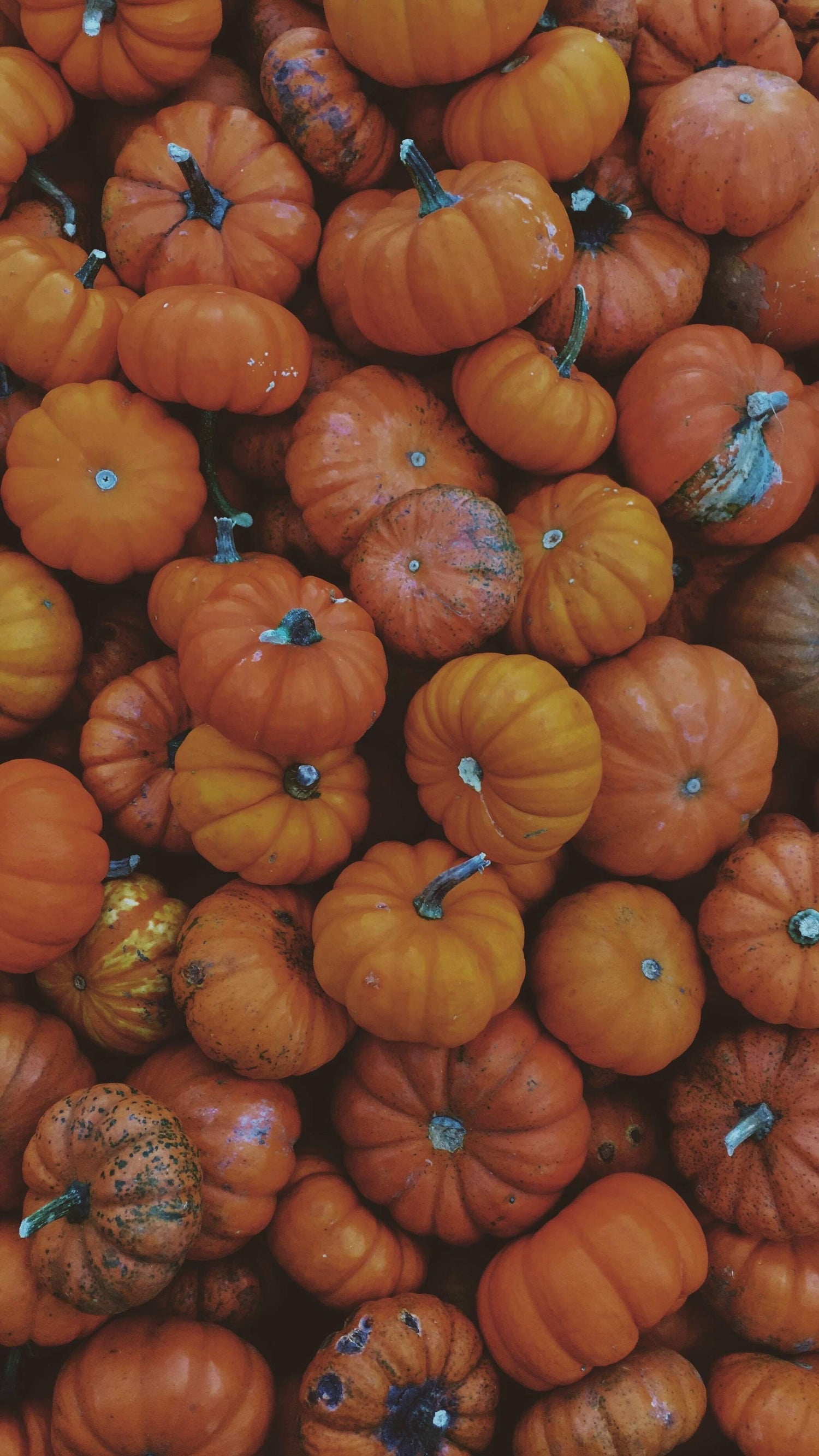 Fall and Halloween - 2026